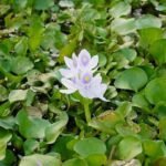 Water Hyacinth was introduced as an ornamental plant, now it chokes rivers around the world |