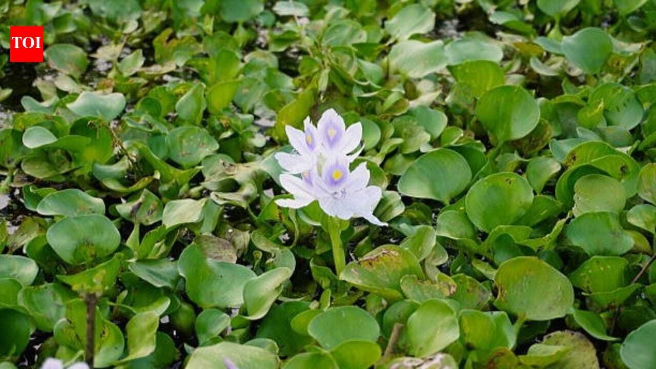 Water Hyacinth was introduced as an ornamental plant, now it chokes rivers around the world |