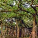 In 2026, India's 550-Year-Old Great Banyan Tree is as big as an entire Forest