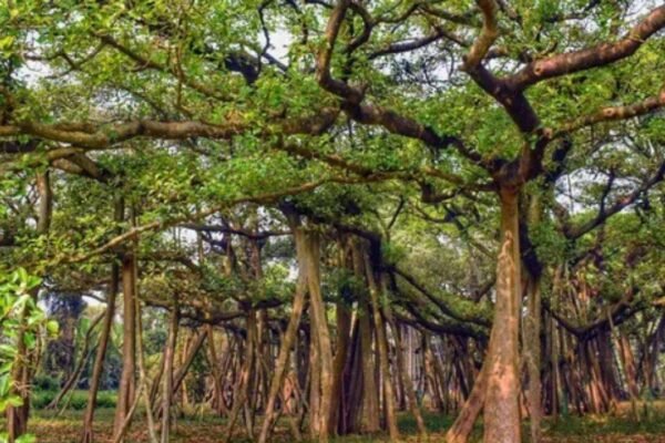 In 2026, India's 550-Year-Old Great Banyan Tree is as big as an entire Forest