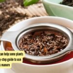 How used tea leaves can help some plants thrive: Simple step-by-step guide to use strained tea leaves as manure