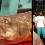 The Chinese bahaba, a critically endangered fish nicknamed the 'Panda of the Sea,' was missing from Hong Kong for over a decade, until its DNA gave it away