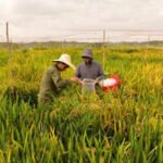 China’s new hybrid rice can preserve its high-yield traits across generations, potentially allowing farmers to replant seeds instead of buying new ones every year