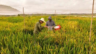 China’s new hybrid rice can preserve its high-yield traits across generations, potentially allowing farmers to replant seeds instead of buying new ones every year