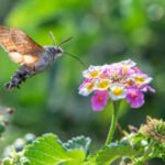Hummingbird hawkmoths may have their own version of being left-handed or right-handed, using one preferred eye and one side of their long proboscis together to search flowers
