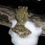 Female African treefrogs mate with several males simultaneously; together they whip up a larger foam nest that protects hundreds of eggs from drying out