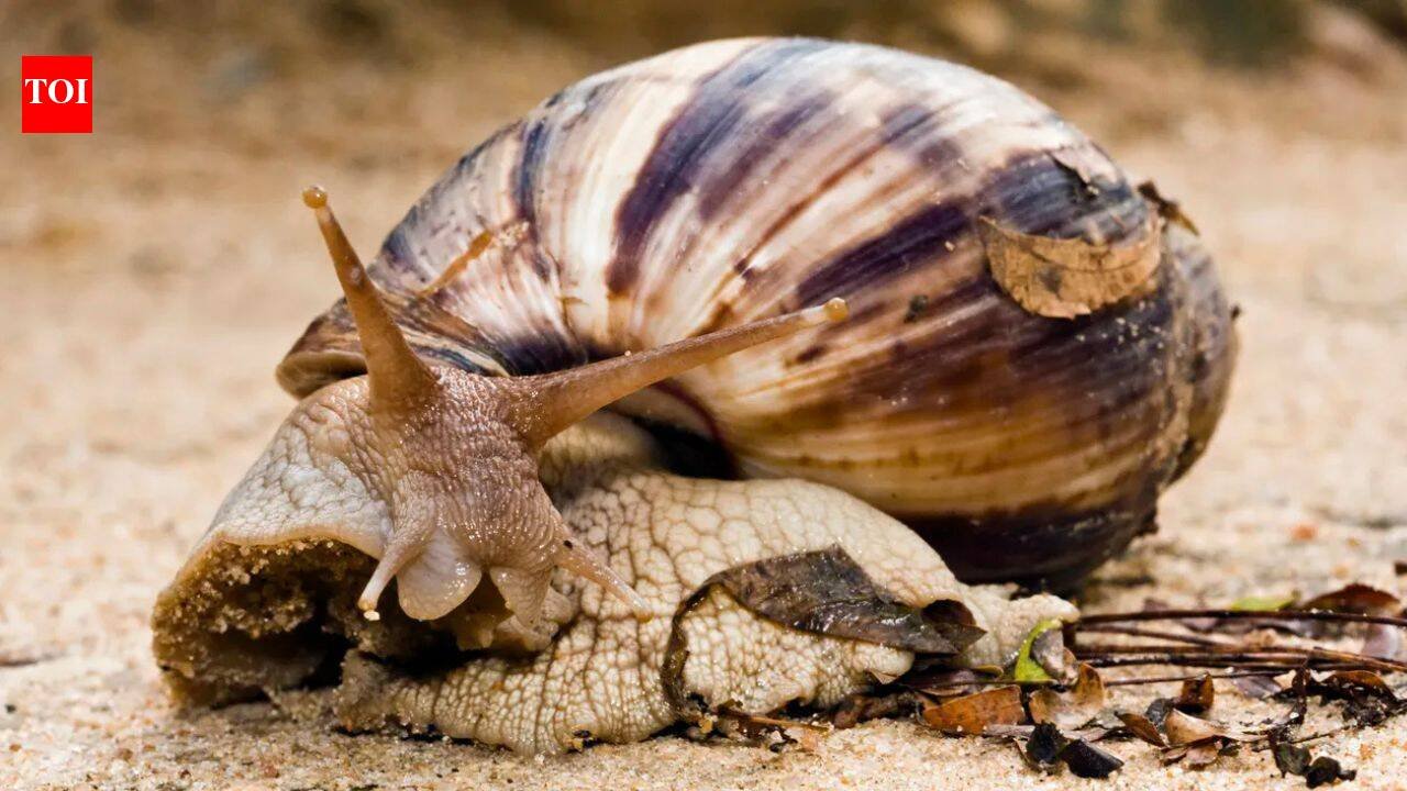 The Giant African Snail has returned to the U.S. neighborhoods and officials are asking residents to watch for these signs |