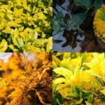 5 yellow-leaf plants to add glamour and luxury to your garden