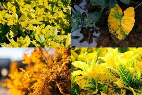 5 yellow-leaf plants to add glamour and luxury to your garden