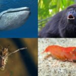 The 5 loudest animals on earth
