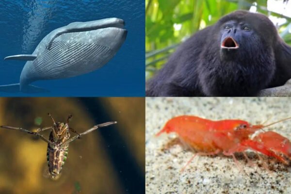 The 5 loudest animals on earth