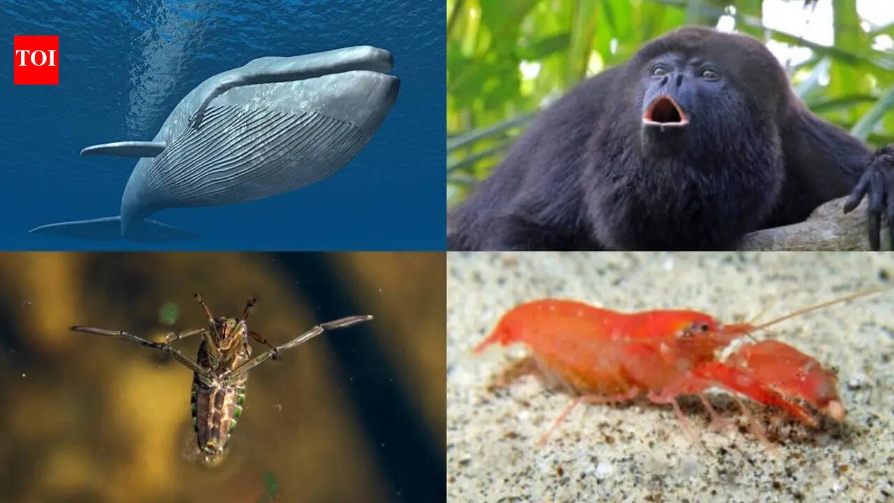 The 5 loudest animals on earth