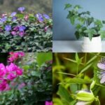 7 Fast-growing plants that provide natural shade and keep your home cool |