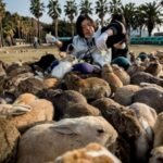 Tourist feeding helped push Japan’s famous Rabbit Island beyond its natural limits; now vegetation is stripped and wild boars are attacking rabbits