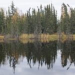 Boreal forests shade northern permafrost so effectively that summer thaw stays about one metre shallower; researchers estimate their canopies keep 59 billion tonnes of carbon frozen