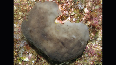 Scientists transplanted 42 sea sponges into a polluted Spanish marina; 91.7% of one species survived 455 days and began creating mobile clones