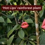 Looking exactly like deep red human lips, blooming only for a short time: Meet the rare rainforest flower 'Hooker's Lips' that fools almost everyone