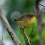 Female mammals usually outlive males, but a 27-year study found the pattern was reversed among dozens of North American bird species
