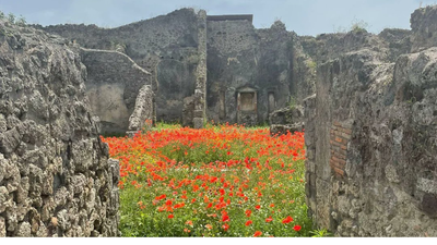 2,000 years after Pompeii vanished beneath volcanic ash in one of history's deadliest volcanic disasters, the ancient Roman street is blooming with flowers, offering a symbol of nature's renewal | World News