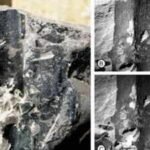 24-million-year-old Kevda fossil leaves discovered in Assam reveal ancient tropical forests of India |