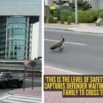 'This is the level of safety in Dubai': Man captures Defender waiting for a peacock family to cross the road |