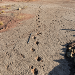 A 66-million-year-old dinosaur highway in Bolivia reveals more than 16,000 fossil footprints from the final days of the dinosaurs |