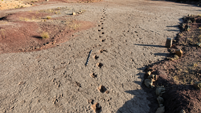 A 66-million-year-old dinosaur highway in Bolivia reveals more than 16,000 fossil footprints from the final days of the dinosaurs |