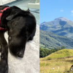 A dog ate marijuana on Scotland's highest mountain, got too high to stand and had to be carried down by mountain rescuers | World News