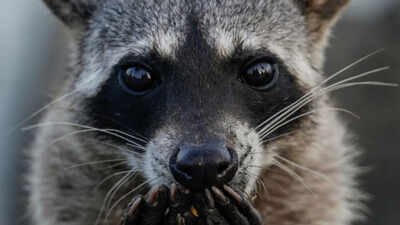 A San Francisco resident kept hearing strange noises behind the wall, days later a racoon broke into the bedroom with her newborn babies