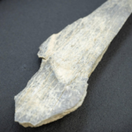 A sharp stone tool cut this early human's jaw 100,000 years ago, but the healed bone shows he survived |