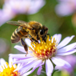 After two years of banning bee-harming pesticides, France allows their return, facing backlash from environmentalists