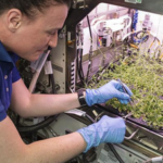 After growing plants in space for years, NASA research could help astronauts grow medicines on demand, starting with tobacco and a harmless virus |