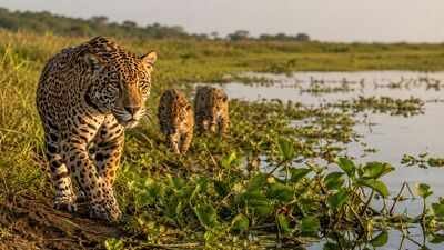 Argentina lost jaguars from its Iberá wetlands nearly 70 years ago, but conservationists have now brought the country's largest wild cat back through an ambitious rewilding project