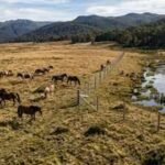 Australia built a $187,000 electric fence across Wild Horse Plain, but the real reason lies beneath one of its rarest alpine wetlands