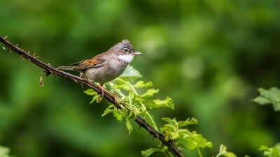 Avian Malaria Uk: Mosquito species in the UK are potential carriers of avian malaria, new study finds