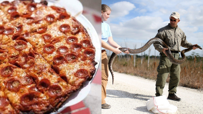 Bring a python, get a pizza: A Florida restaurant is giving away free 'python pizza' if you bring a Burmese python caught in the Everglades | World News
