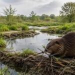 Britain hunted beavers to extinction around 400 years ago, but they are now returning to England's wetlands to rebuild rivers and restore disappearing ecosystems | World News