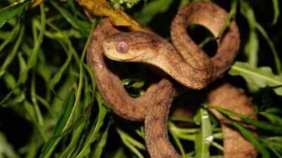 After World War II, a few snakes reached Guam; they now number up to 30,000 per square mile, and scientists found 19,000 hidden genetic changes