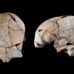 Buried for 5,300 years beneath a Stone Age tomb, a skull discovered in Spain has revealed the world's earliest known ear surgery |