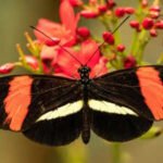 Scientists found tropical butterflies that can live nearly a year and show little sign of ageing; here’s why they may matter for longevity research