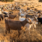 California deploys 400 goats and sheep as 'firefighters' to eat an invasive weed fuelling wildfires and threatening native ecosystems