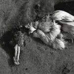 Seabird Crisis: Why California's mass seabird die-off could be more than a temporary tragedy