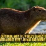 Meet the capybara: Why the world's largest rodent is friends with almost every animal and where to spot it