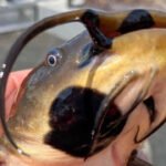 Anglers had been reporting black skin patches among catfish in Vermont lake. Now scientists have found it's a contagious cancer affecting 30% of their population |