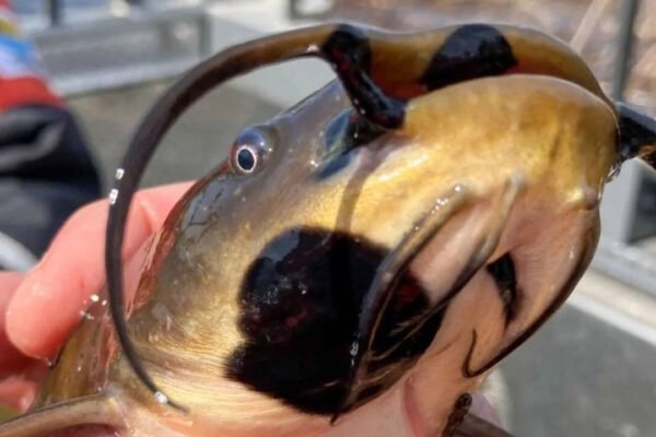 Anglers had been reporting black skin patches among catfish in Vermont lake. Now scientists have found it's a contagious cancer affecting 30% of their population |