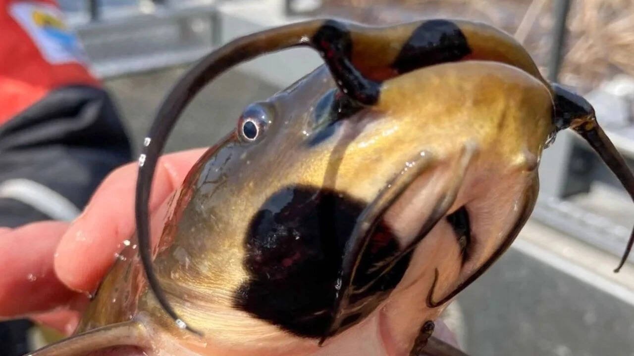 Anglers had been reporting black skin patches among catfish in Vermont lake. Now scientists have found it's a contagious cancer affecting 30% of their population |