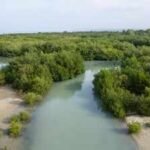 2000–2020: China spent up to $13.8 billion restoring coastal wetlands; scientists now value the benefits at as much as $434 billion