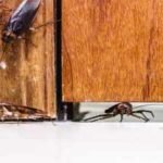 Cockroach Entry Points: Think your home is sealed? These hidden entry points could be letting cockroaches in every night |