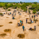 After decades of drought, water is returning to the south of the Sahara Desert as ancient farming techniques and the Great Green Wall breathe new life into the Sahel |