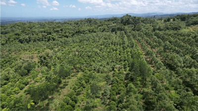 Costa Rica lost nearly half its forests in just a few decades, then planted millions of trees and became one of the world's greatest reforestation success stories |